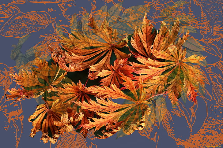 autumn, abstraction, rendering, background, collage, fractal, picture, autumn leaves, screensaver on your desktop, HD wallpaper