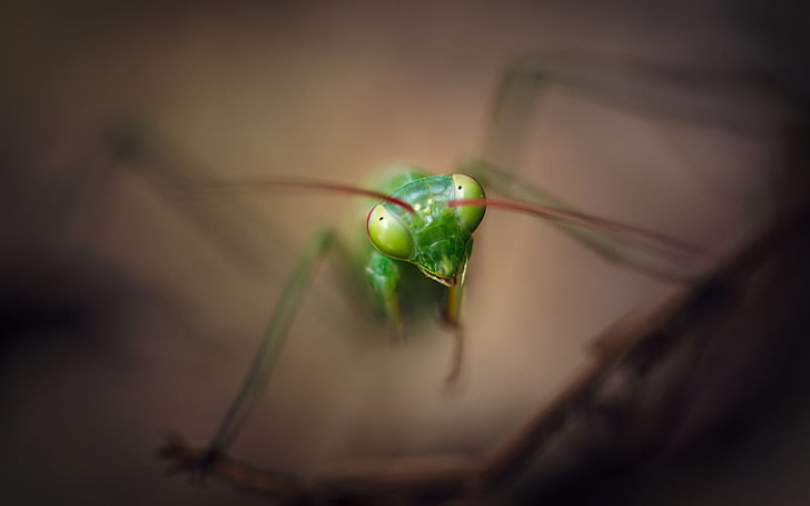 green and yellow plastic toy, Praying Mantis, insect, animals, HD wallpaper