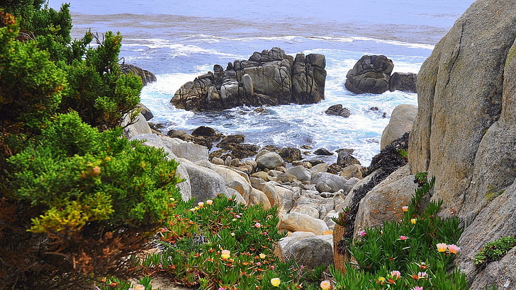 tanaman berdaun hijau di atas batu, alam, lanskap, batu, pantai, bunga, Wallpaper HD