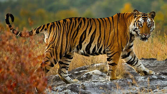 tygrys bengalski, Tygrys, pustynia, dzikiej przyrody, duży kot, drapieżnik, rezerwat tygrysów kanha, zwierzę lądowe, park narodowy, pysk, trawa, wąsy, Tapety HD HD wallpaper
