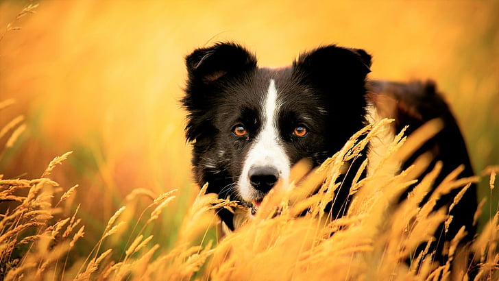 犬 ボーダーコリー 動物 かわいい 犬 ペット 小麦 Hdデスクトップの壁紙 Wallpaperbetter