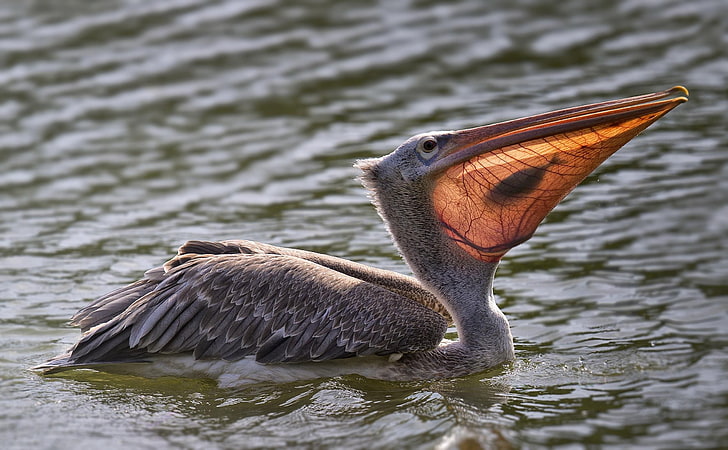 water, bird, food, fish, catch, Pelican, HD wallpaper