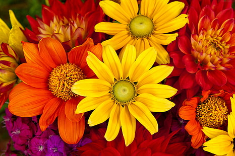 Buquê de flores, 4k, Gerbera, colorido, flor, 5k, outono, HD papel de parede HD wallpaper