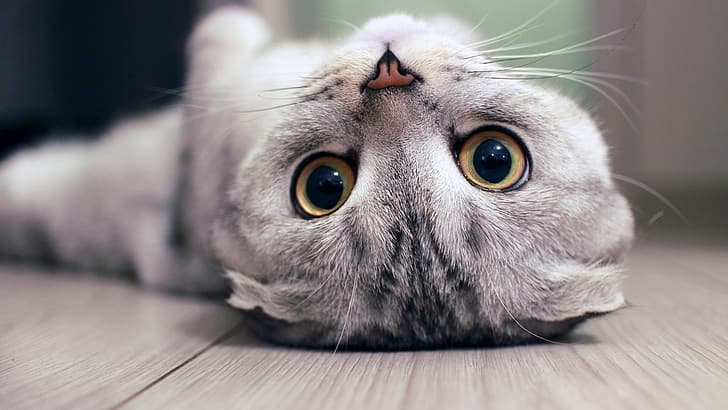 kitten, eyes, Cat, animal, mustache, nose, upside down, depth of field, feline, HD wallpaper