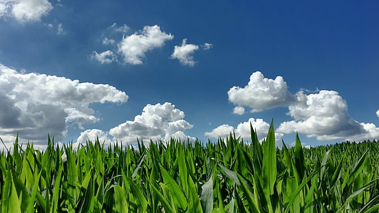 low angle photography of green grass field under blue cloudy sky with daytime, corn, corn, bed in, low angle, photography, green grass, blue, cloudy, sky, daytime, Hike, Outdoor, Countryside, Country, Berge, Hills, Mountains, Altmühltal, Heaven, Wolken, Clouds, Green, Corn Field, Natur, Nature, Abstract, Extraordinary, Deutschland, Germany, Bayern, Bavaria, Dietfurt, Hainsberg, Landscape, Rural, iPhone, Apple, grass, cloud - Sky, green Color, outdoors, field, springtime, meadow, summer, cloudscape, rural Scene, plant, day, agriculture, land, freshness, HD wallpaper HD wallpaper
