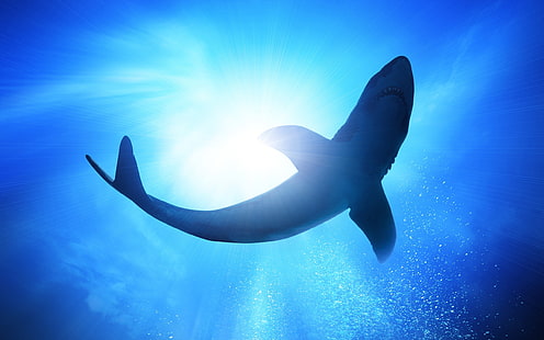 Sous l'eau, mer bleue, bulles, requin, Sous l'eau, bleu, mer, bulles, Requin, Fond d'écran HD HD wallpaper