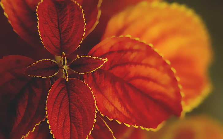 rotblättrige Pflanze, Natur, Makro, Blätter, Pflanzen, Buntlippe, HD-Hintergrundbild