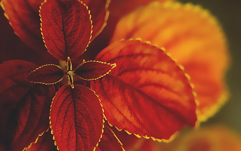 червенолистно растение, природа, макро, листа, растения, колеус, HD тапет HD wallpaper