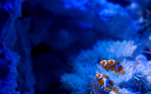 tres peces payaso, peces, peces payaso, anémonas de mar, bajo el agua, animales, Fondo de pantalla HD HD wallpaper
