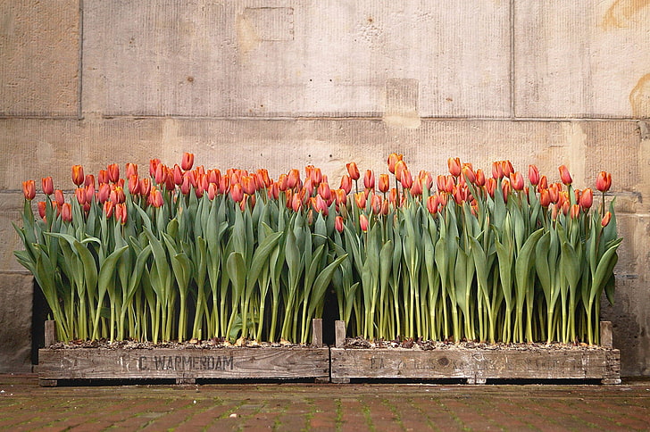 kwiaty, tulipany, rośliny, Tapety HD