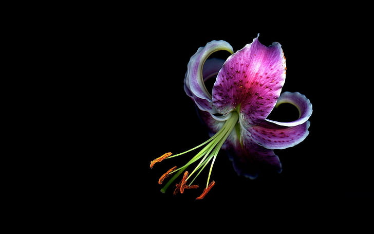 Orchideen, Makro, Blumen, HD-Hintergrundbild