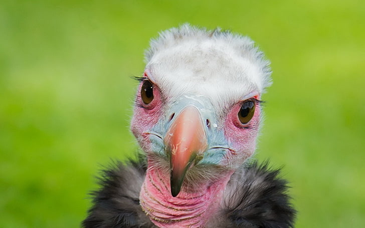 white and pink vulture, bird, vulture, background, HD wallpaper