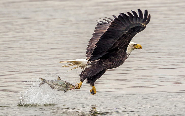 Bald Eagle Catching Fish Lightning Attack Skrivbordsunderlägg Hd 1920 × 1200, HD tapet