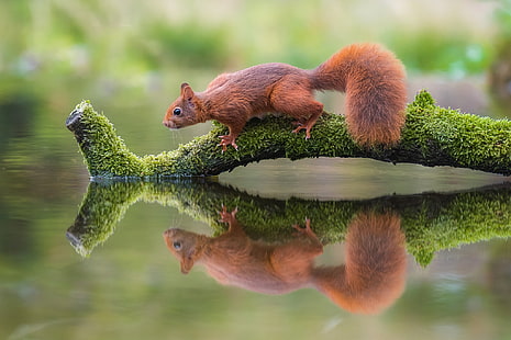 squirrel, animals, nature, water, reflection, HD wallpaper HD wallpaper