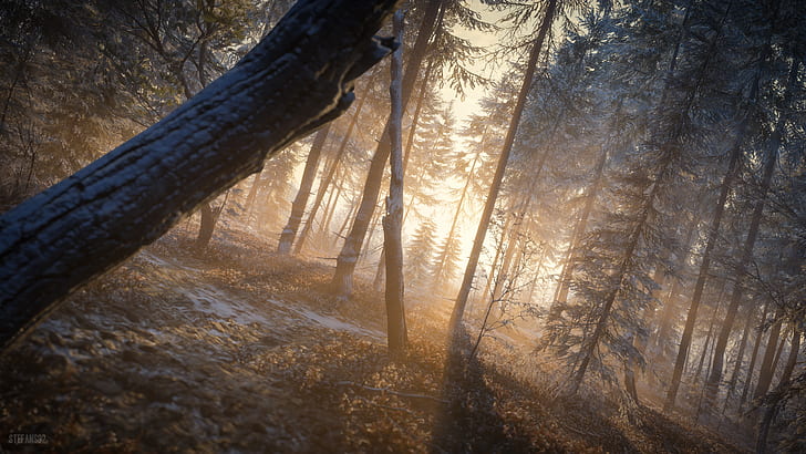 hutan, malam, alam, hd, 4k, sinar matahari, sinar matahari, Wallpaper HD
