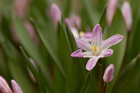 紫6花弁の花のクローズアップ写真、新興、春、探検、クローズアップ写真、紫、花の花、花、花、マクロ、デンバー植物園、コロラド州、自然、植物、花、花弁、花の頭、自然の美しさ、 HDデスクトップの壁紙 HD wallpaper