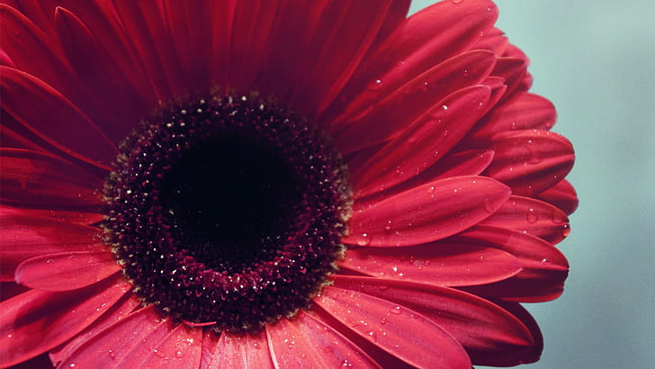 closeup, bunga merah, tetesan air, bunga, tanaman, Wallpaper HD
