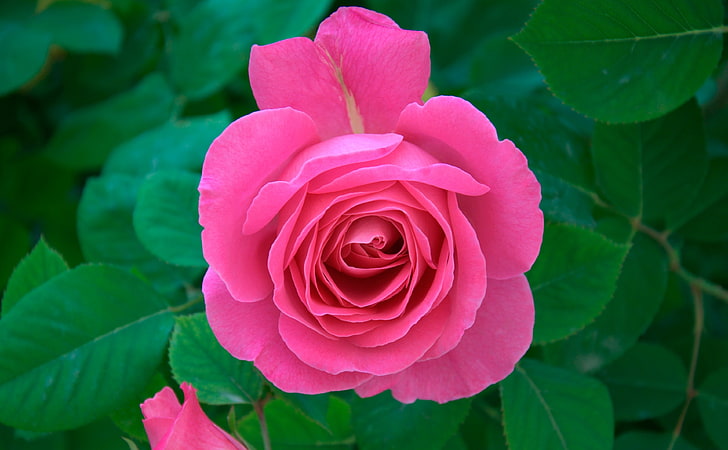 Różowa róża, różowy kwiat róży, natura, kwiaty, kwiat, piękna, zielona, ​​róża, fotografia, różowa róża, fotografia makro, Tapety HD
