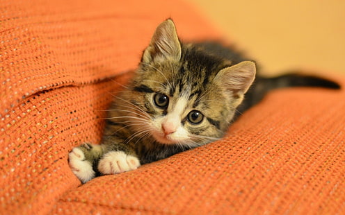 Gümüş tabby yavru kedi, kedi, kedi, kedicik, arka plan, pençeleri, geniş ekran, duvar kağıtları, yüz.bacaklar, kanepe.Portakal, HD masaüstü duvar kağıdı HD wallpaper