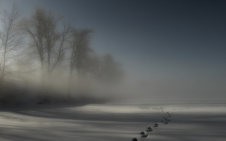 bare trees, tracks, fog, snow, trees, darkness, night, drifts, cover, mystery, HD wallpaper