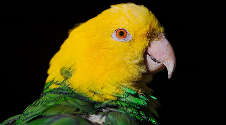 Green And Yellow Parrot, yellow bird, Animals, Birds, Yellow, Green, Bird, Face, Photography, Parrot, black background, HD wallpaper