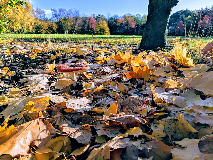 гриб, природа, осень, опавшие листья, деревья, HD обои