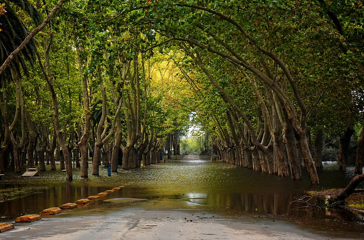 natur, flod, träd, Uruguay, HD tapet