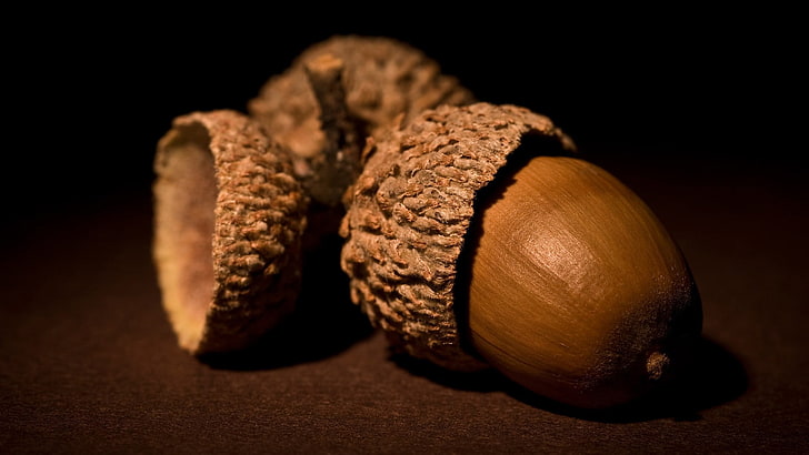 two chestnut, nature, acorns, macro, HD wallpaper