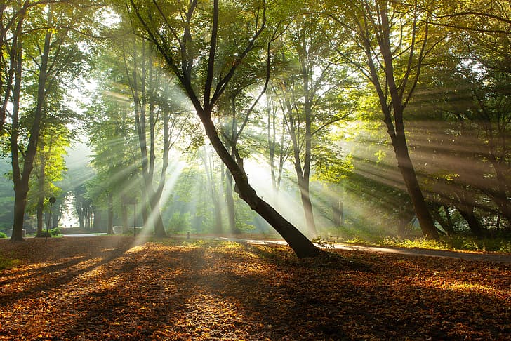 autumn, trees, Park, morning, Netherlands, the sun's rays, fallen leaves, HD wallpaper