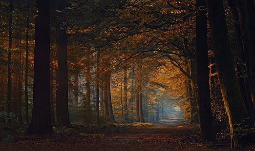 кленови листни дървета, интериор на гората, падане, път, гора, храсти, листа, слънчева светлина, дървета, природа, пейзаж, черен път, път, кафяв, дълбока гора, HD тапет HD wallpaper