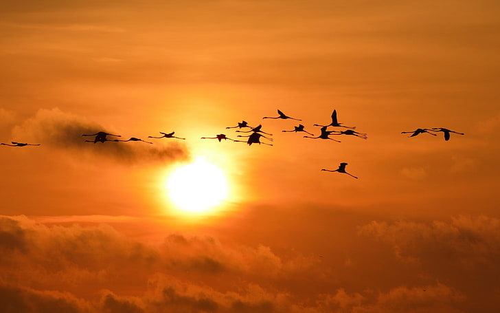 stado ptaków, zachód słońca, słońce, niebo, flamingi, ptaki, sylwetka, zwierzęta, Tapety HD