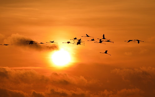 flock of birds, sunset, Sun, sky, flamingos, birds, silhouette, animals, HD wallpaper HD wallpaper