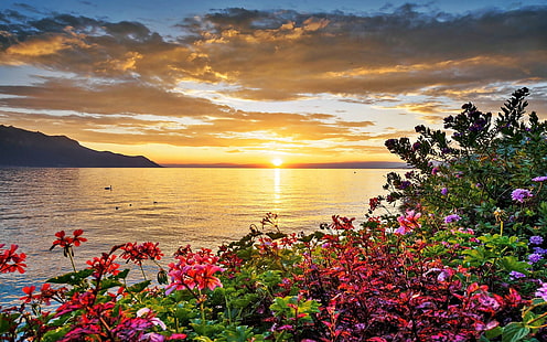 Zachód słońca jezioro kwiaty tło 37252, Tapety HD HD wallpaper