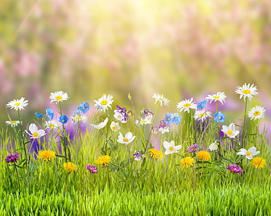 Yaz, doğa, çimen, sarı dandelions, beyaz papatya, mavi haşhaş ve beyaz yağmur zambakları, çiçekler, parlama, çimen, yaz, karahindiba, bokeh, papatya, peygamberçiçek, doğa, güneş ışınları, düğünçiçekleri, HD masaüstü duvar kağıdı HD wallpaper