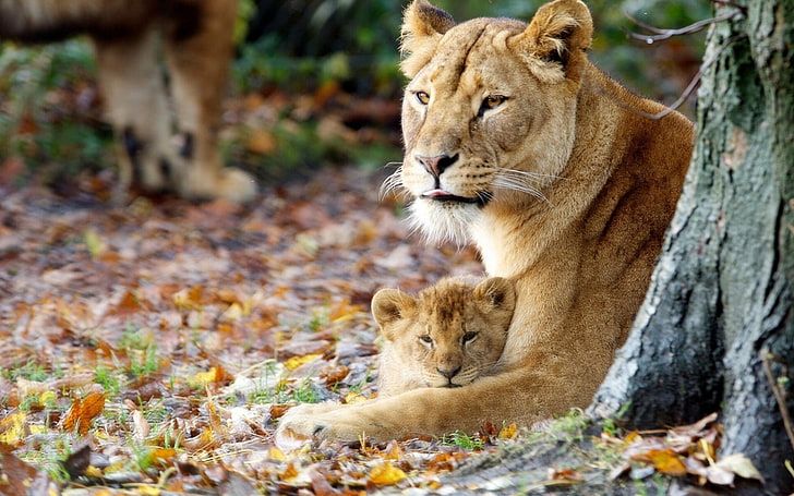 Young Lioness With Cute Cub, brown lioness and cub, Animals, Lion, animal, cute, young, lioness, HD wallpaper