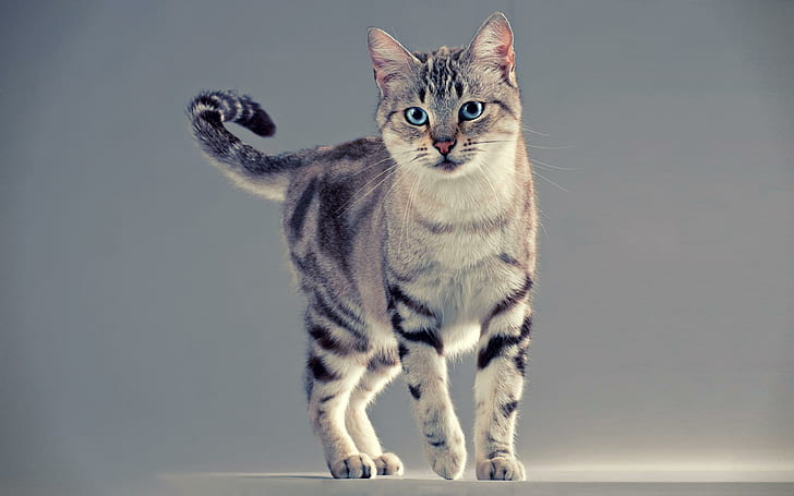 Nice Cat With Blue Eyes, feline, kitten, animal, animals, HD wallpaper