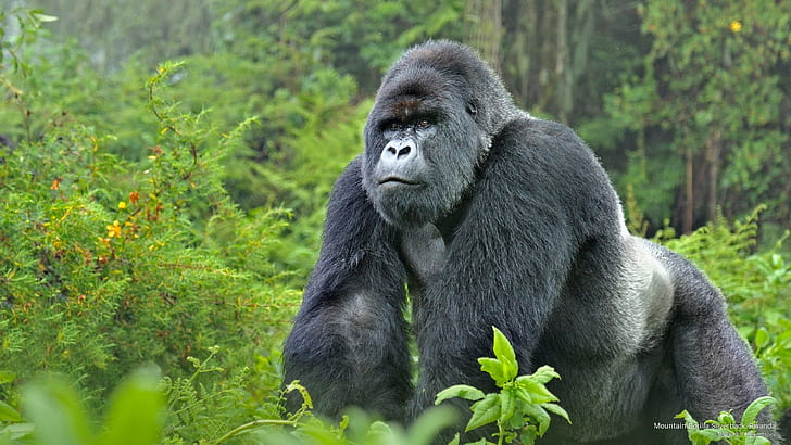 Горная горилла Сильвербэк, Руанда, Животные, HD обои