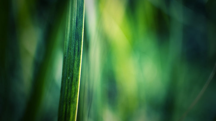 rumput, gerakan kabur, latar belakang, cahaya, Wallpaper HD