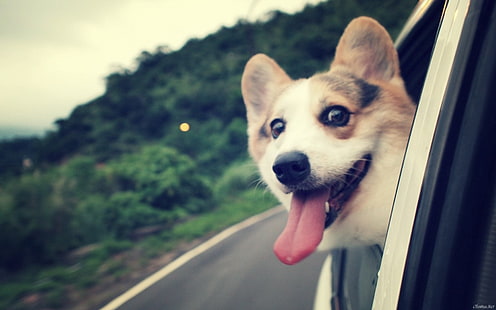 สุนัขสีน้ำตาลและสีขาวเคลือบสั้นสำหรับผู้ใหญ่, อารมณ์ขัน, สุนัข, Corgi, สัตว์, วอลล์เปเปอร์ HD HD wallpaper