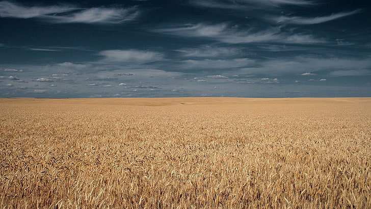 field, nature, wheat, cereal, agriculture, farm, rural, grain, landscape, summer, plant, harvest, farming, corn, crop, sky, land, countryside, country, grass, season, straw, seed, meadow, rye, cloud, bread, growth, grow, sun, golden, ripe, natural, gold, farmland, sunny, yellow, plain, barley, agricultural, HD wallpaper