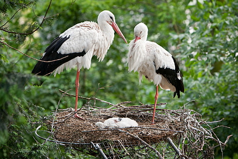 Storks family, storks, Birds, nest, family, Download, s, HD wallpaper HD wallpaper