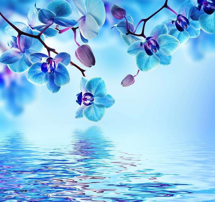 ilustração de flor azul, água, flores, floração, orquídea, azul, bela, reflexão, HD papel de parede