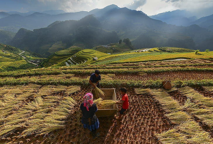 Farmer in Vietnam, farmer, Vietnam, mucangchai, Cloud, Golden, green, island, Mountain, terrace, HD wallpaper