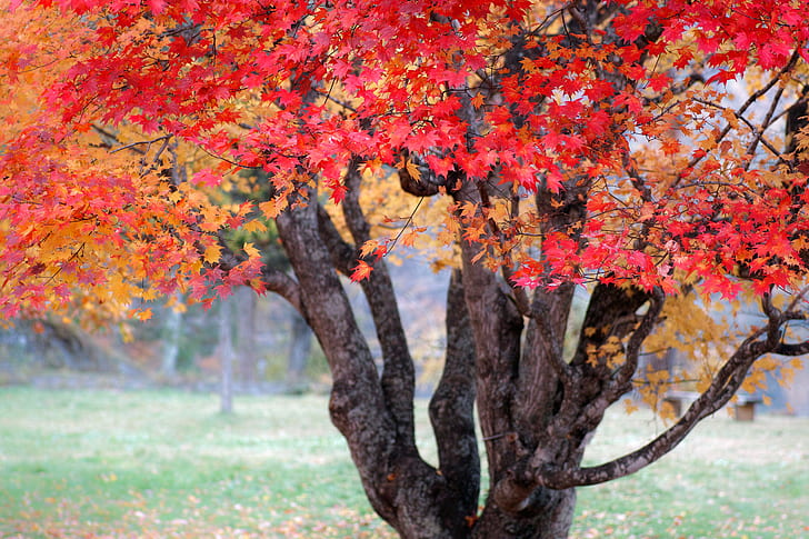 autumn, tree, paint, Nature, Japan, maple, HD wallpaper