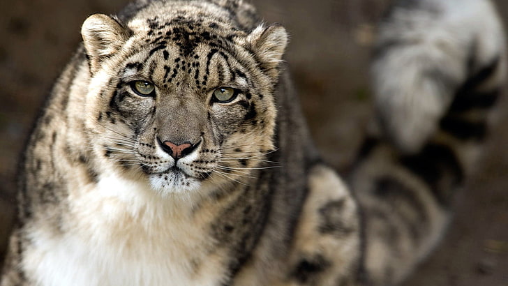 animals, fur, leopard, big cat, feline, animal skin, snow leopard, predator, tiger, animal, jaguar, HD wallpaper