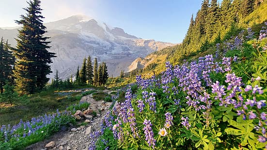 Bäume, Blumen, Berge, Pfad, Lupinen, Mount Rainier, The Cascade Mountains, Washington State, Cascade Range, Washington, HD-Hintergrundbild HD wallpaper