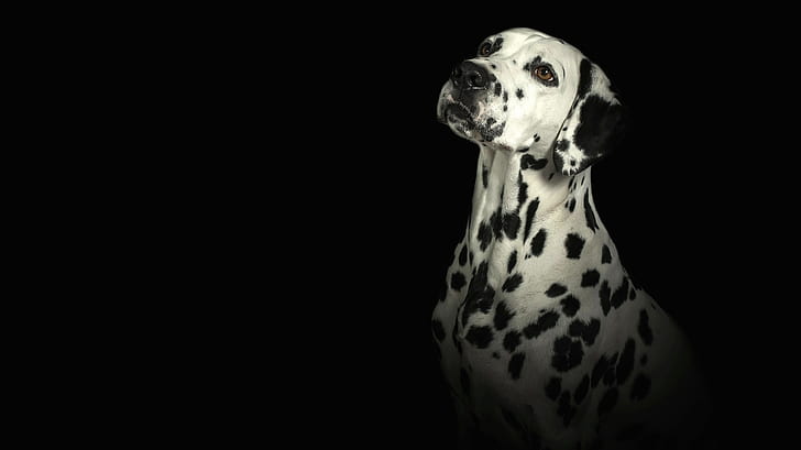Dalmatiner, HD-Hintergrundbild