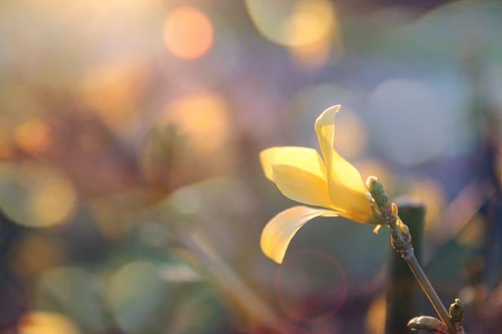 زهرة ، أعشاب ، زهور صفراء ، عباد الشمس ، غروب الشمس، خلفية HD