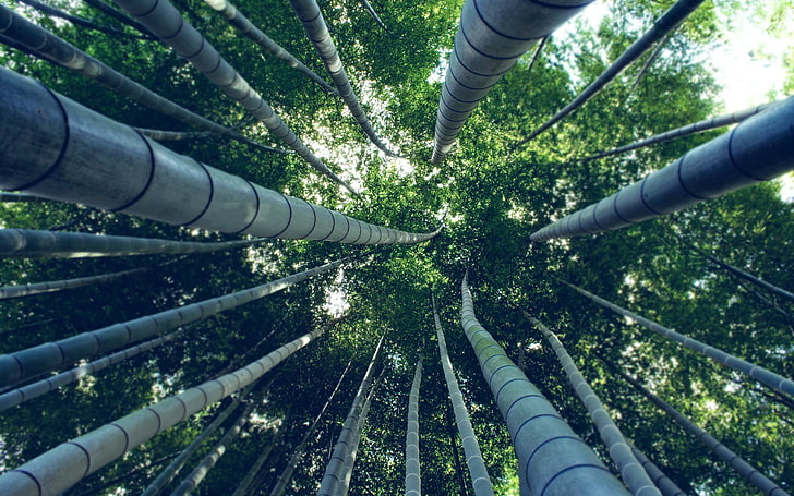 arbres à feuilles vertes, bambou, arbres, vue du ver, Fond d'écran HD