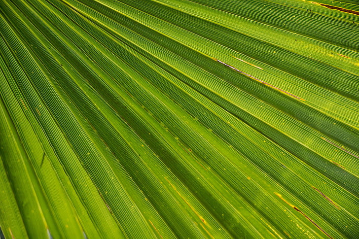 green plant leaf, leaf, palm, plant, drops, HD wallpaper